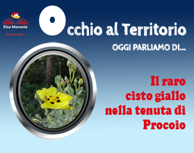 Occhio al territorio : il raro Cisto giallo nella tenuta di Procoio