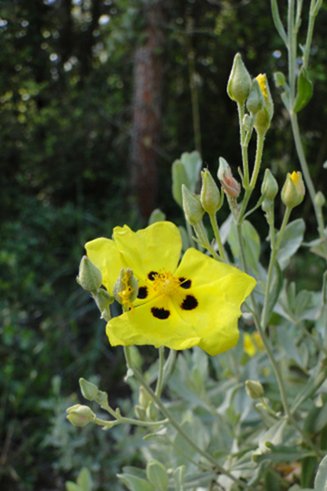 Cisto Giallo