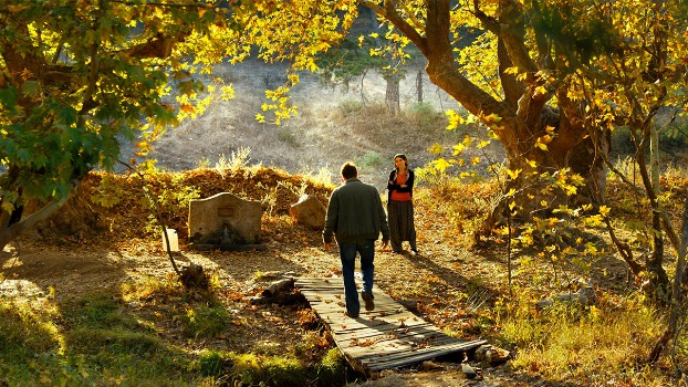 L'albero dei frutti selvatici