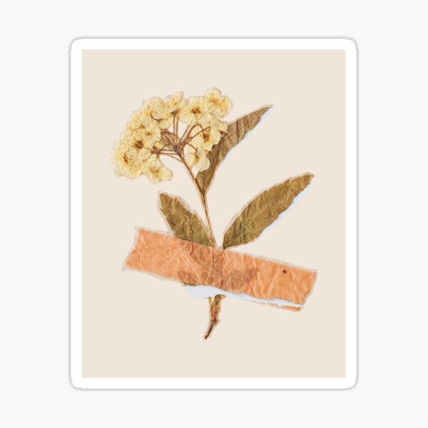 Attraverso le Alpi. Sul ruolo della traduzione nelle scritture non-assertive