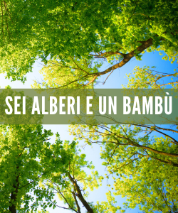 Sei alberi e un bamb&ugrave;