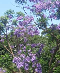 Haiku all'ombra della jacaranda