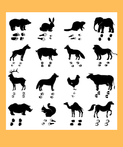 Di chi sono quelle tracce?